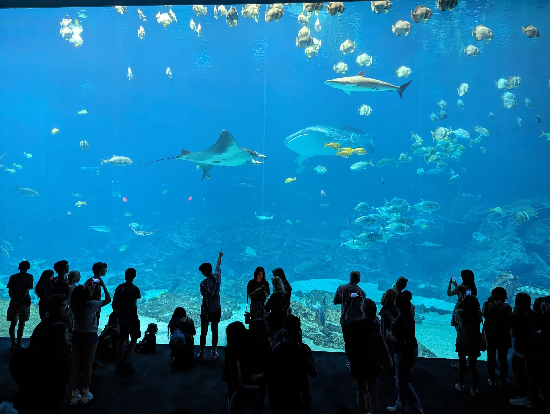Silhouetted visitors watching sharks and fish in a large blue aquarium tank