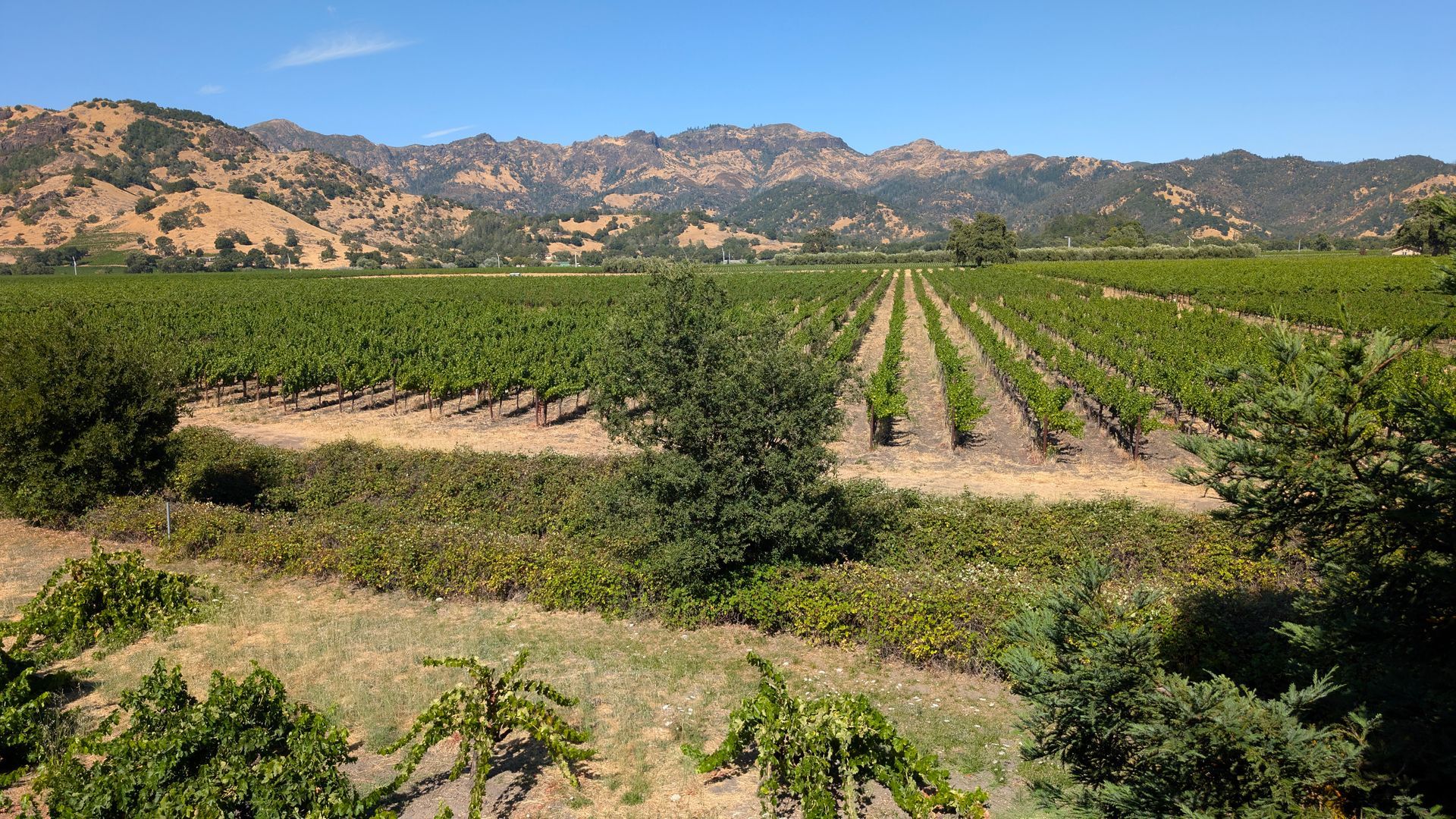 Rows of green crops in a sunny orchard with dry hills and mountains in the background