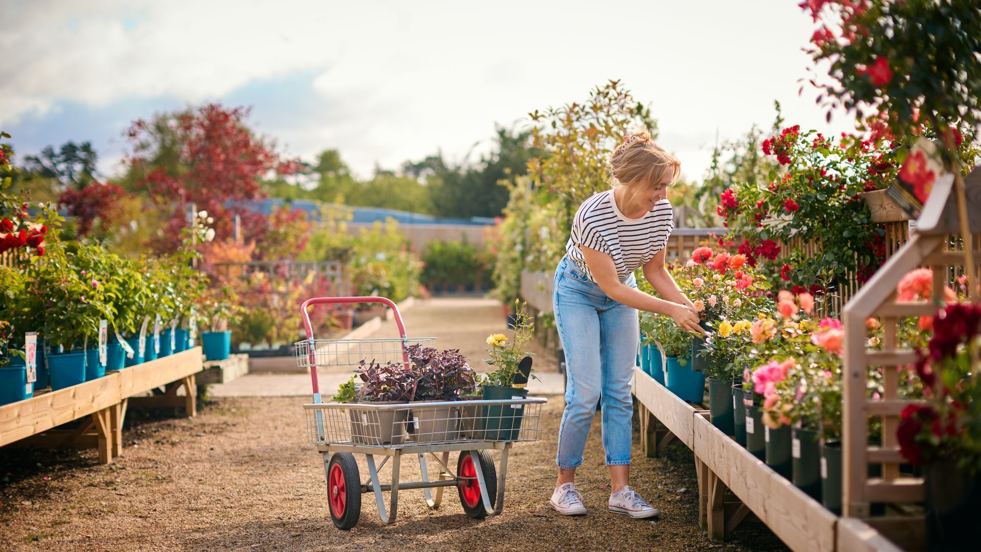 Woman shopping in a garden center, choosing plants. She has a cart and is examining flowers. Sunny day.