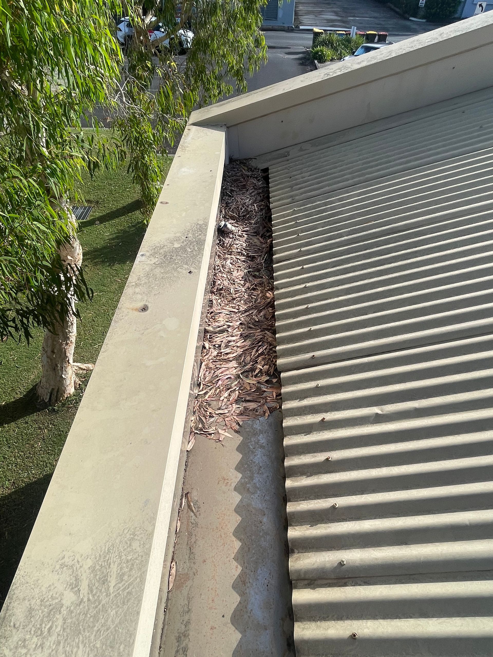 Rooftop gutter filled with leaves beside a corrugated metal roof and tree branches.