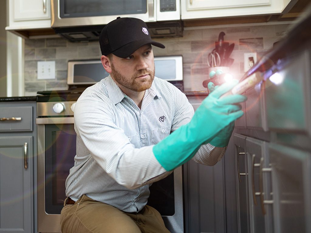 Home Pest Control Services That Eliminate Ants , Other Bugs & Rodents