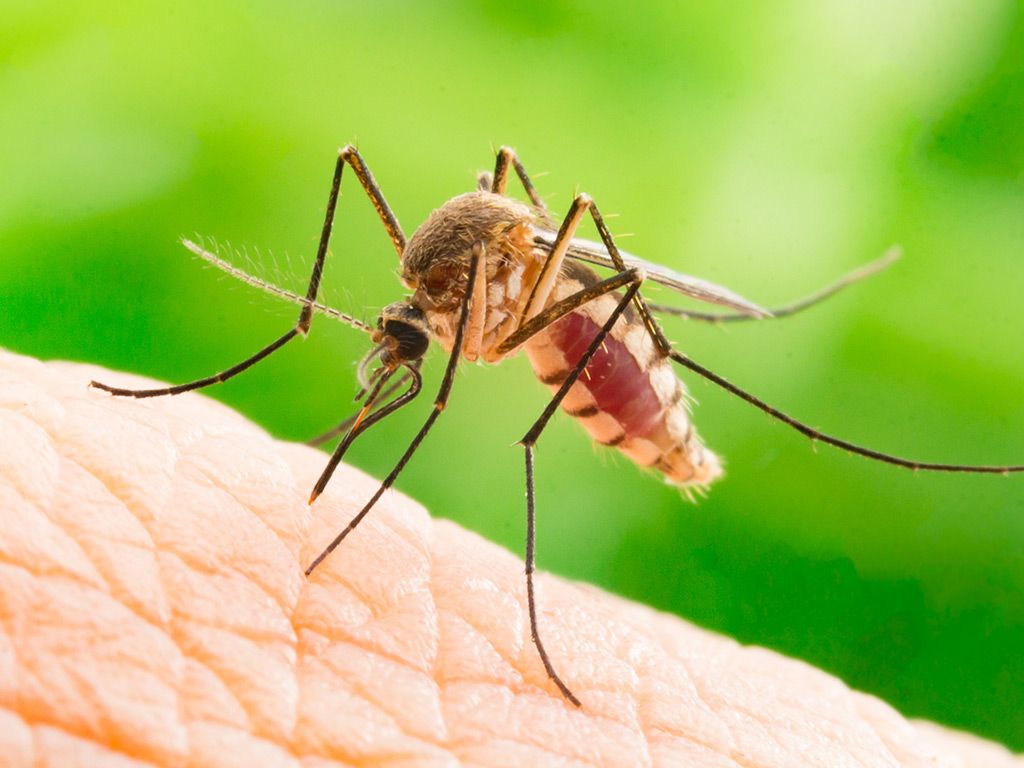 A Comprehensive Guide To Insects & Rodents In Albuquerque NM