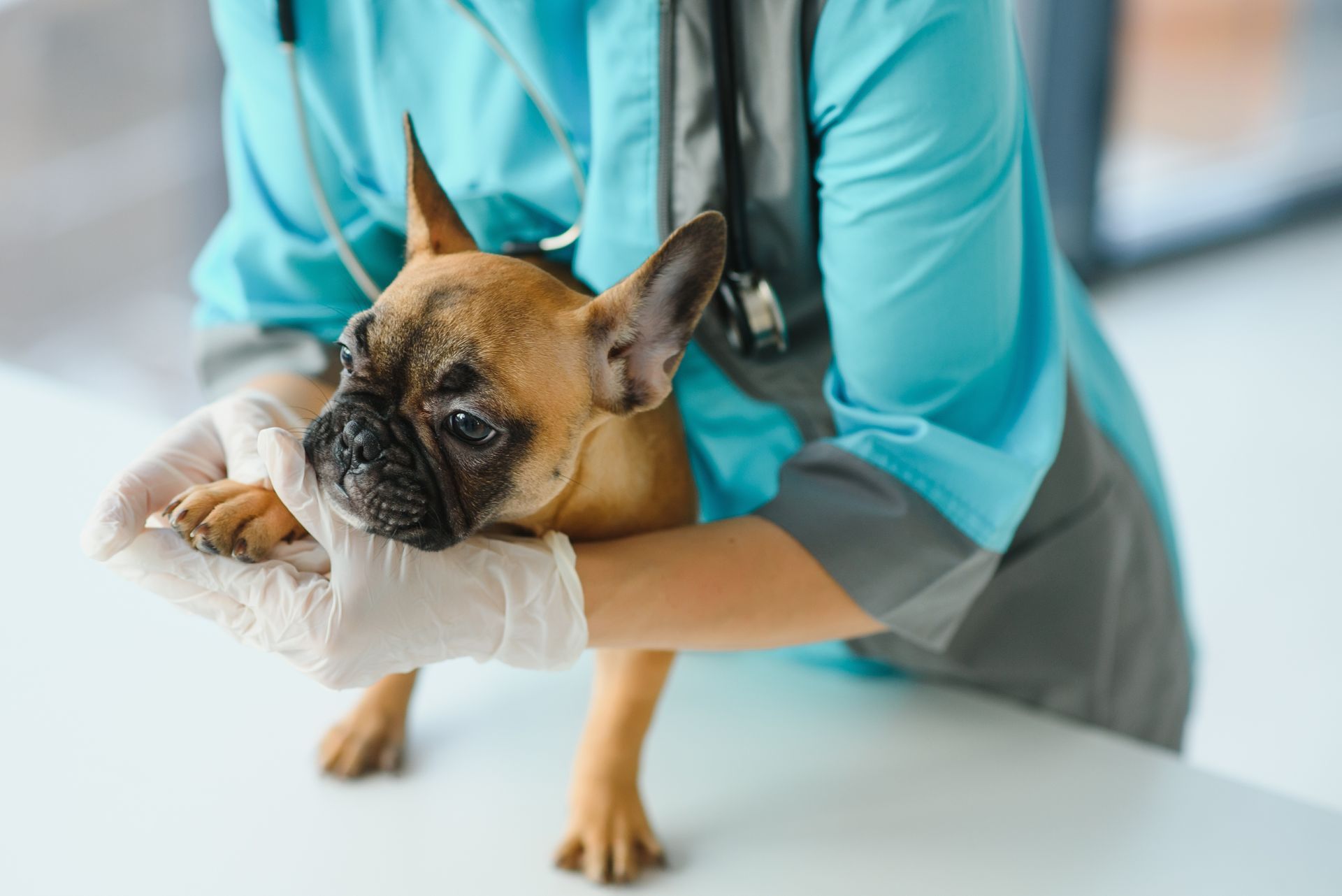 Gloved hands holding a French Bulldog's face straight