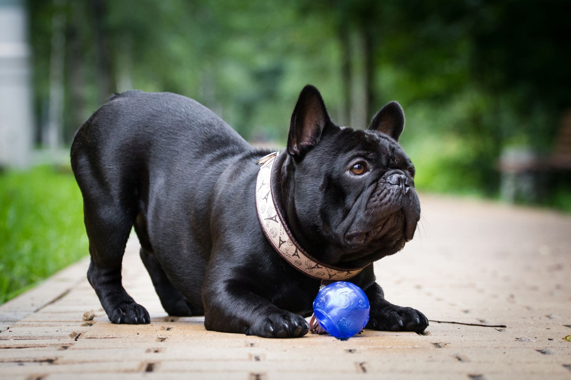 A black french bulldog is playing with a blue ball on a sidewalk.