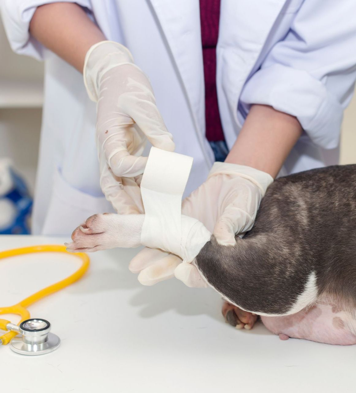 A veterinarian is bandaging a dog 's paw with a bandage