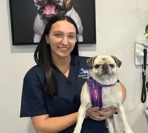 Veterinary staff member holds a pug wearing a purple harness in a clinic room.