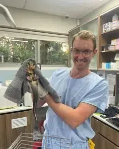 Person in blue scrubs holding a gray towel-wrapped cat in a veterinary exam room