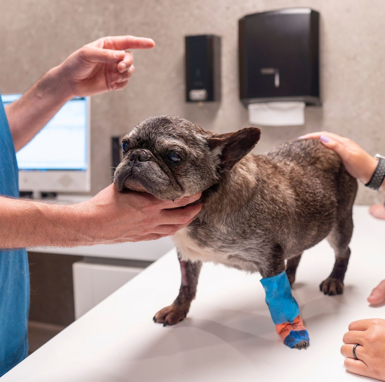 A dog with a bandage on its leg is being examined by a veterinarian