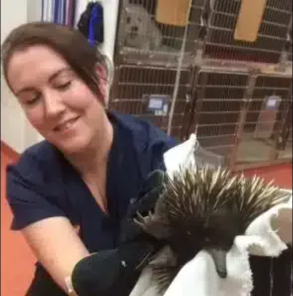 Kate, Veterinary Nurse at Sydney Bulldog Clinic Newtown