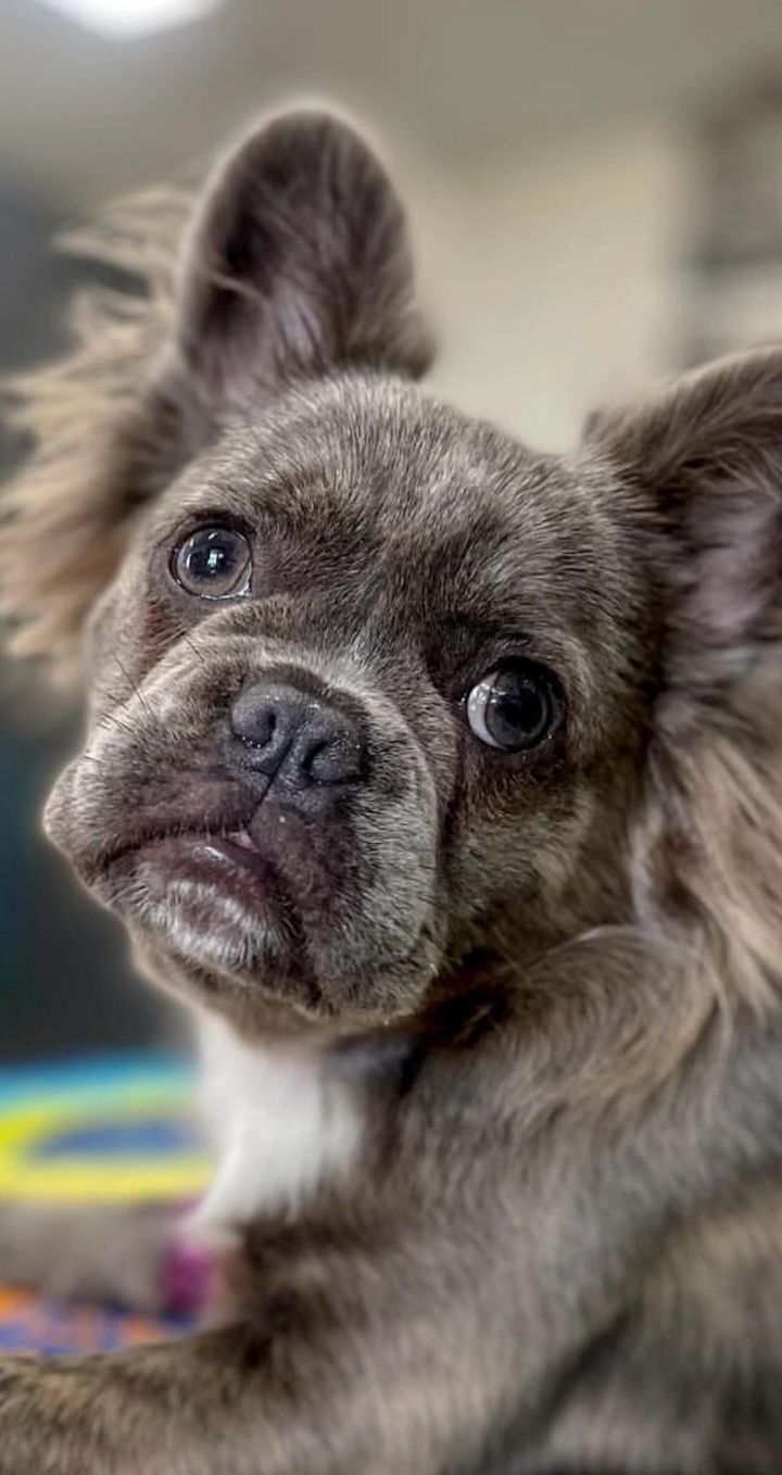 A close up of a french bulldog with long ears looking at the camera.