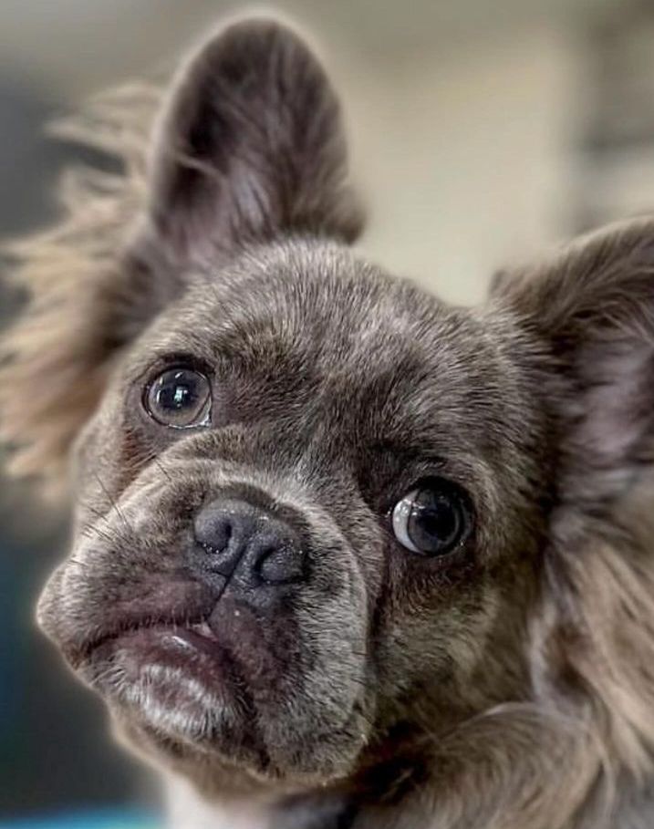 A close up of a french bulldog with long ears looking at the camera.