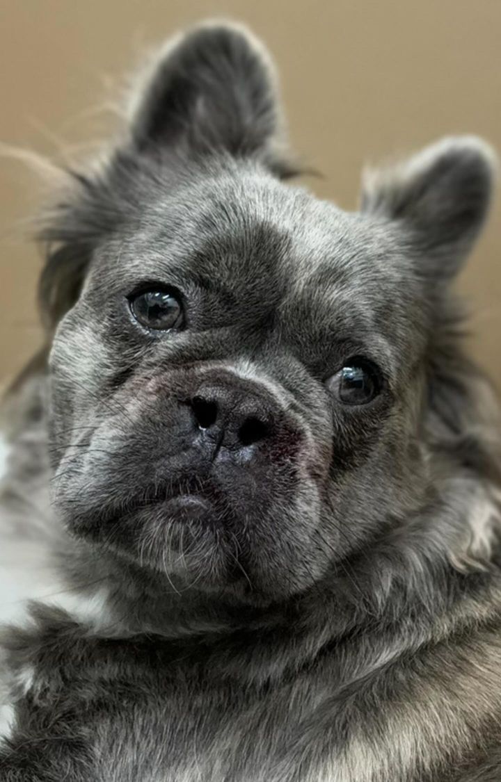 A close up of a french bulldog looking at the camera.