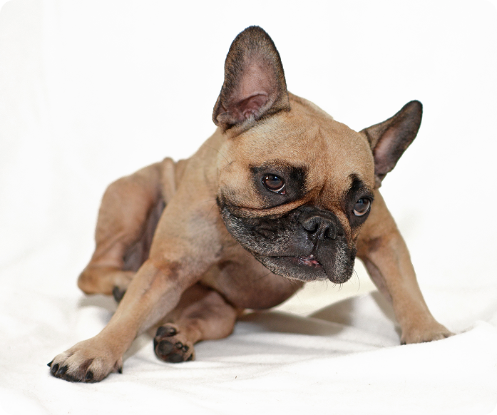 A small French Bulldog sitting on a white blanket