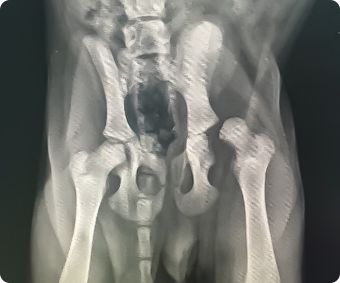 A bulldog's hip x-ray