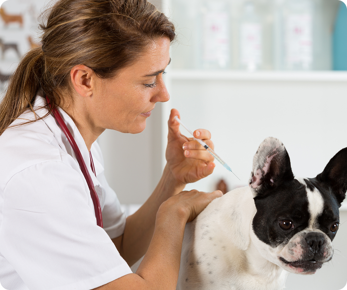 A white bulldog sitting in a vet room getting his chin scratched
