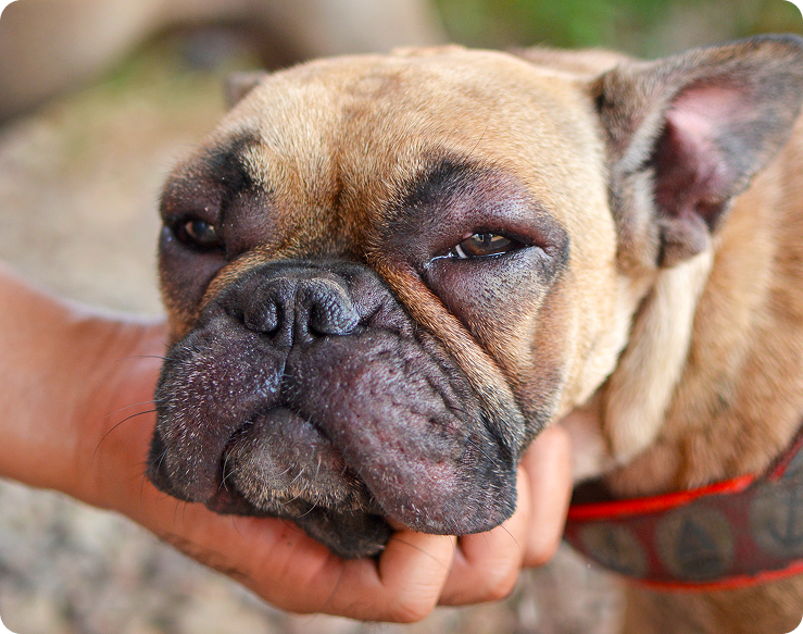 Close-up of a bulldog with red, swollen eyes and muzzle