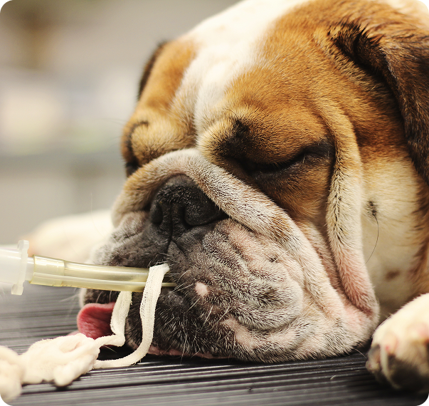 A bulldog on the operating table with a tube in its mouth