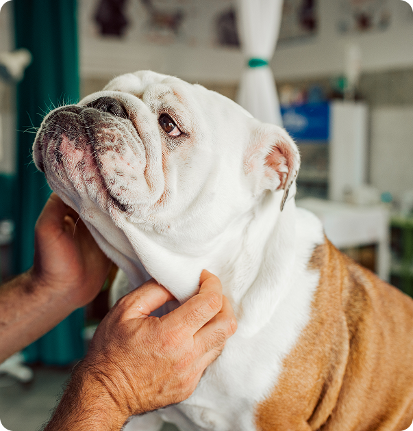 A white bulldog sitting in a vet room getting his chin scratched