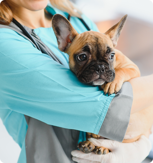 A woman is holding a small brown dog in her arms.