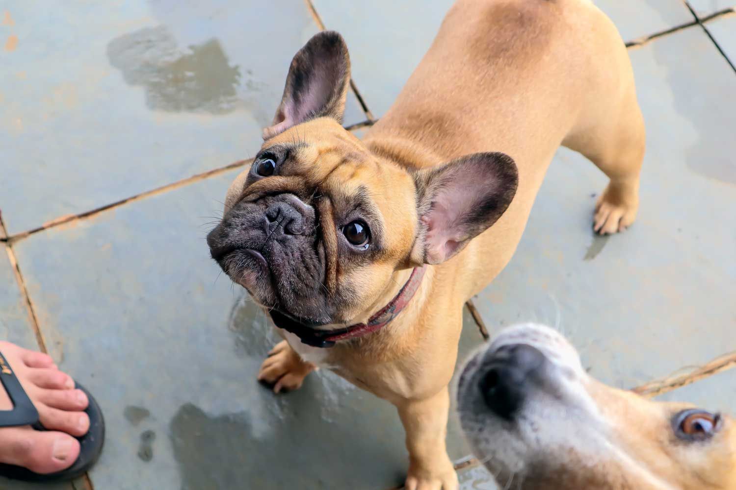 French Bulldog looking up at camera on outdoor tiles, showing characteristic flat face and wrinkled