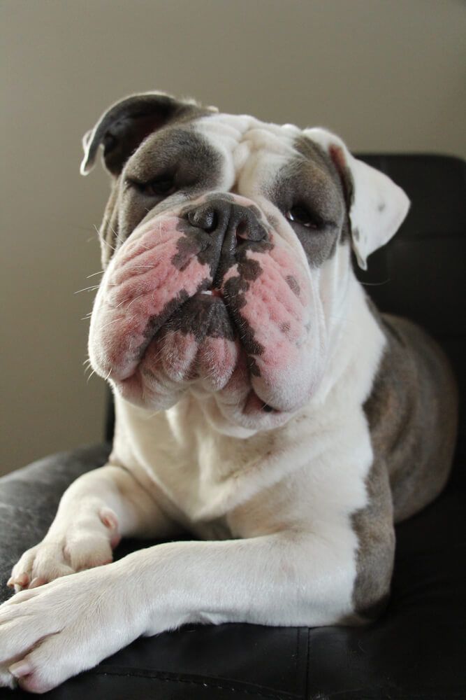 A white and gray bulldog is laying on a black chair.