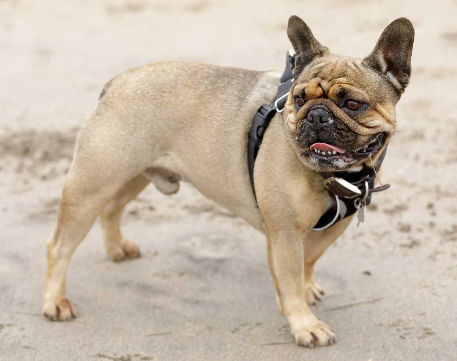 French Bulldog standing on sandy beach wearing a harness, with visibly narrowed nostrils and heavy skin folds around the face — classic signs of brachycephalic airway obstruction syndrome (BOAS)