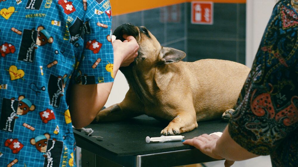 A dog is laying on a table while a veterinarian examines it.