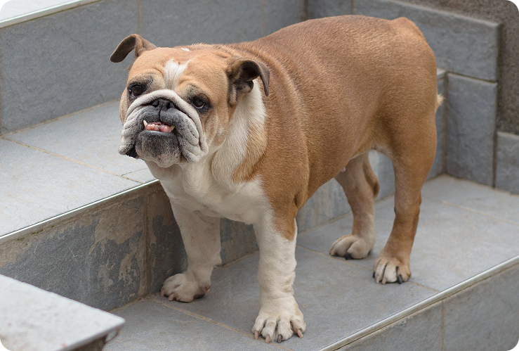 'A bulldog standing on a concrete step