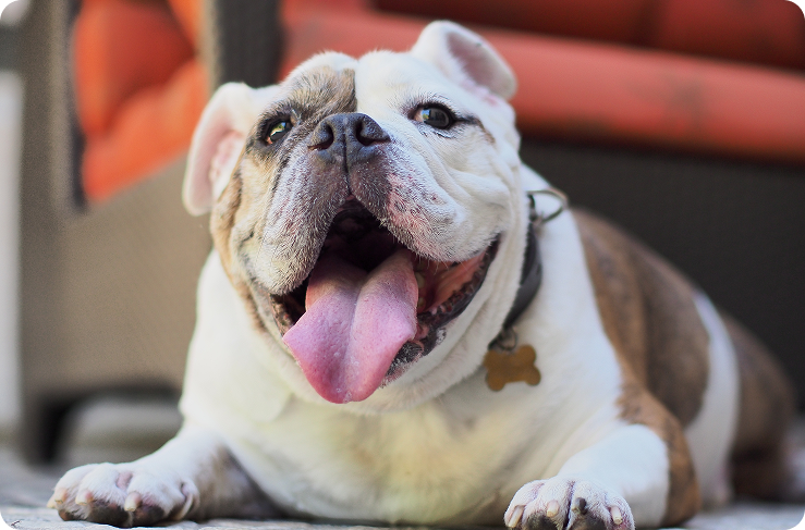 A brown and white bulldog is laying down with its tongue hanging out.