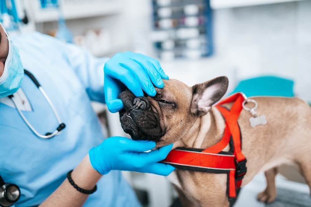 A french bulldog is being examined by a veterinarian in a veterinary clinic.