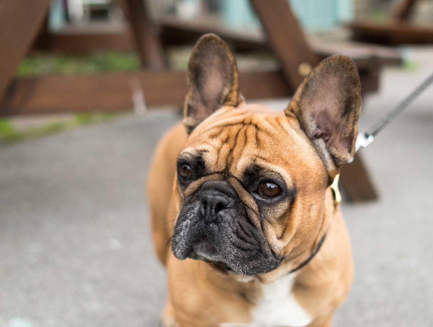 Close-up portrait of a fawn French Bulldog on a lead, showing deep facial wrinkles, flattened muzzle and large ears characteristic of brachycephalic breeds prone to BOAS breathing issues