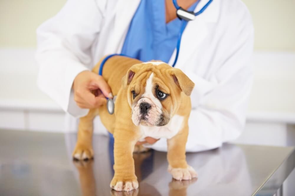 A veterinarian is examining a bulldog puppy with a stethoscope.