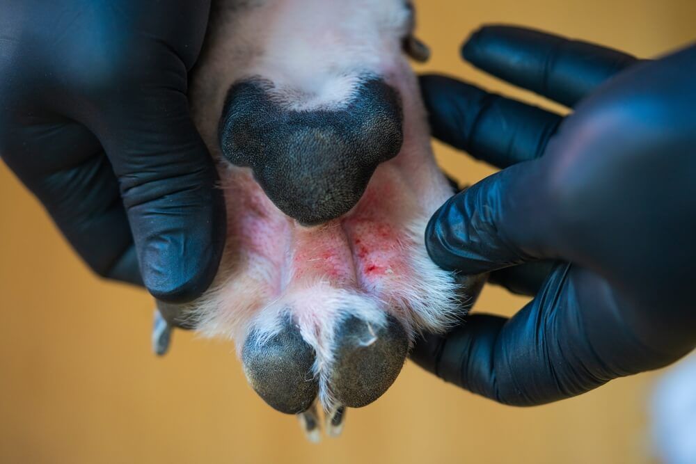 A person wearing black gloves is holding a dog 's paw.