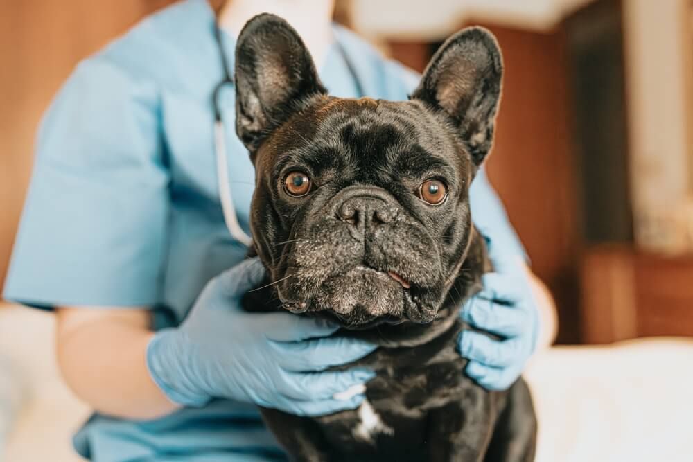 A french bulldog is being examined by a veterinarian.