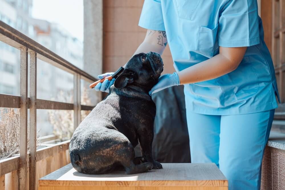 A veterinarian is examining a black dog on a table.