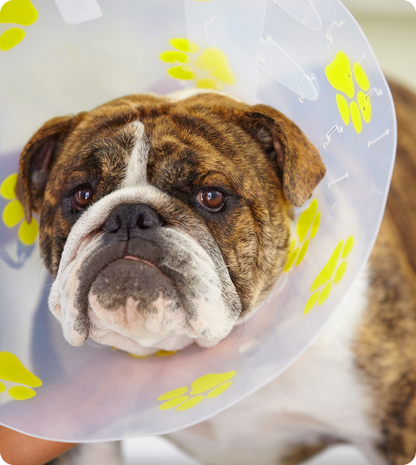A bulldog wearing a plastic recovery cone