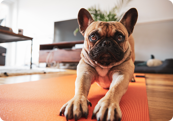 A French Bulldog stretching its front legs