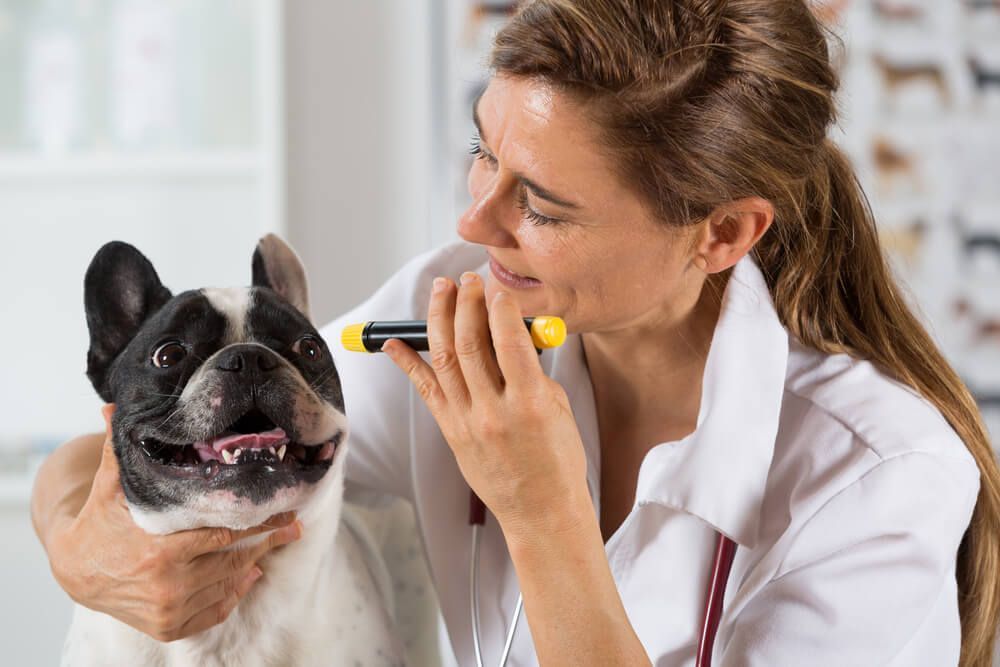 A female veterinarian is examining the eyes of a french bulldog.