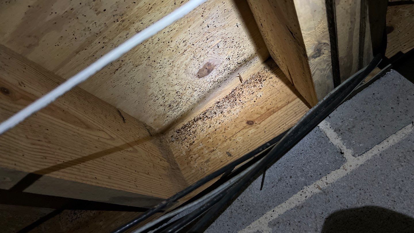 Mold on crawl space subfloor in an Alabama home
