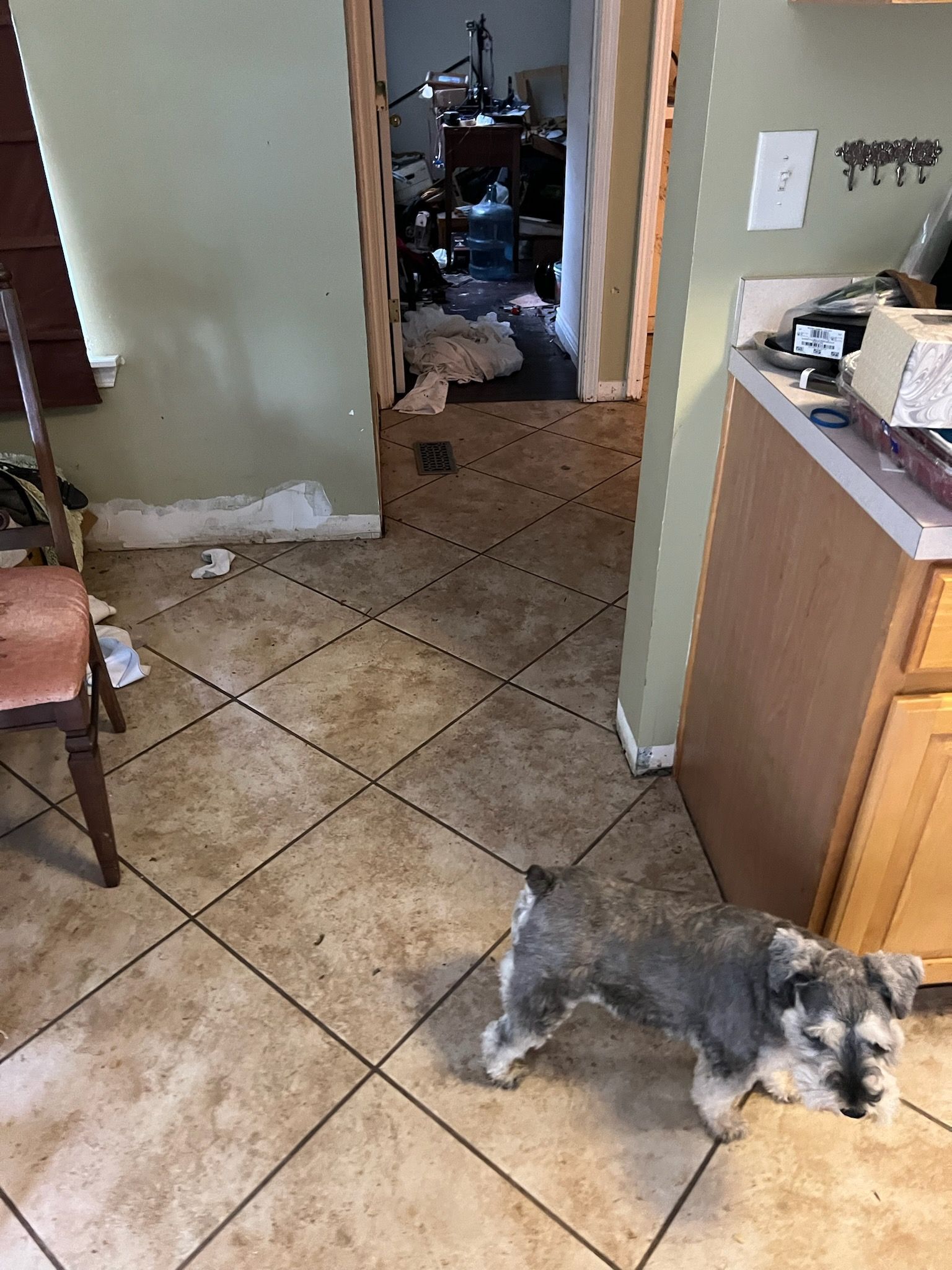 A small dog is standing on a tiled floor in a kitchen.