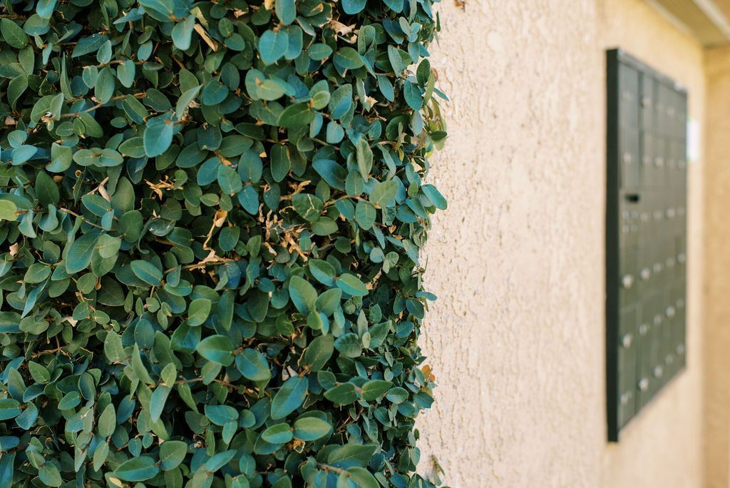 A bush is growing on the side of a building next to a window.