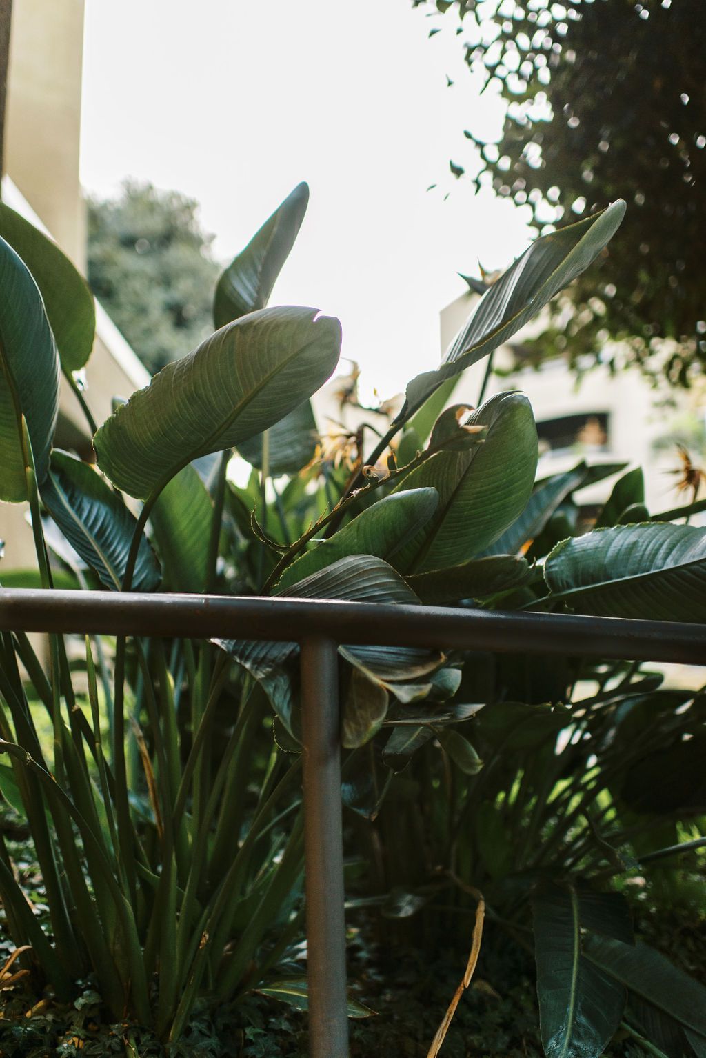 A plant is growing next to a railing in a garden.
