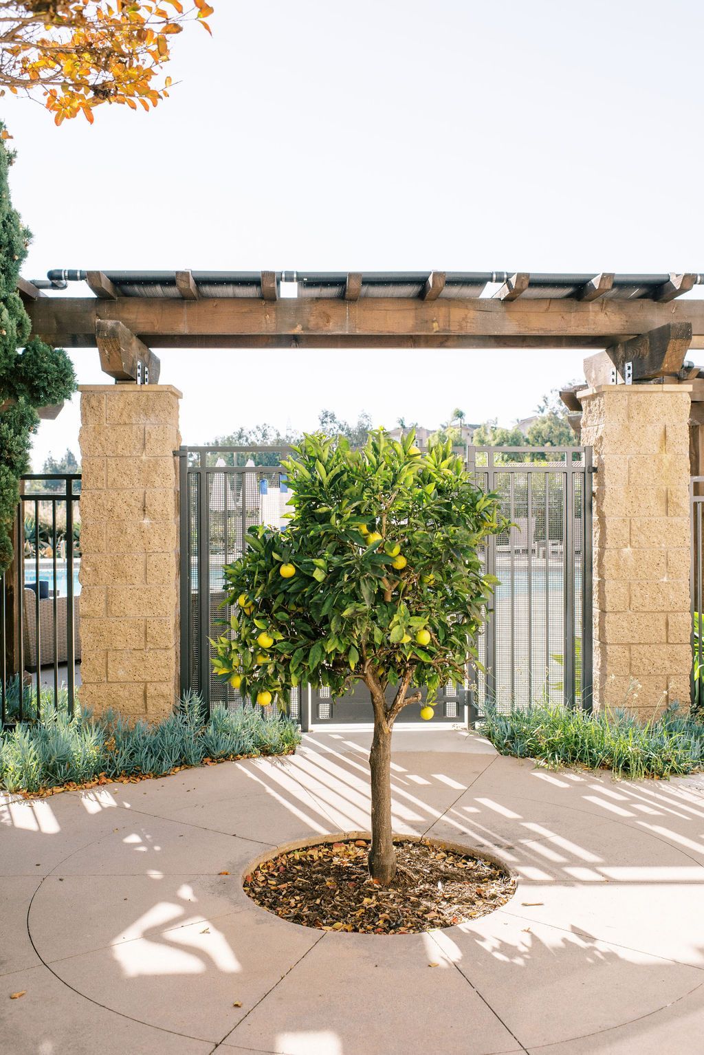 A small tree with yellow leaves is in the middle of a concrete walkway.