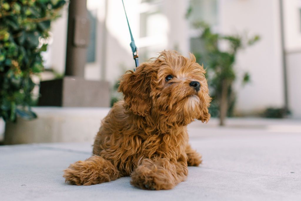 A small brown dog is sitting on the ground on a leash.