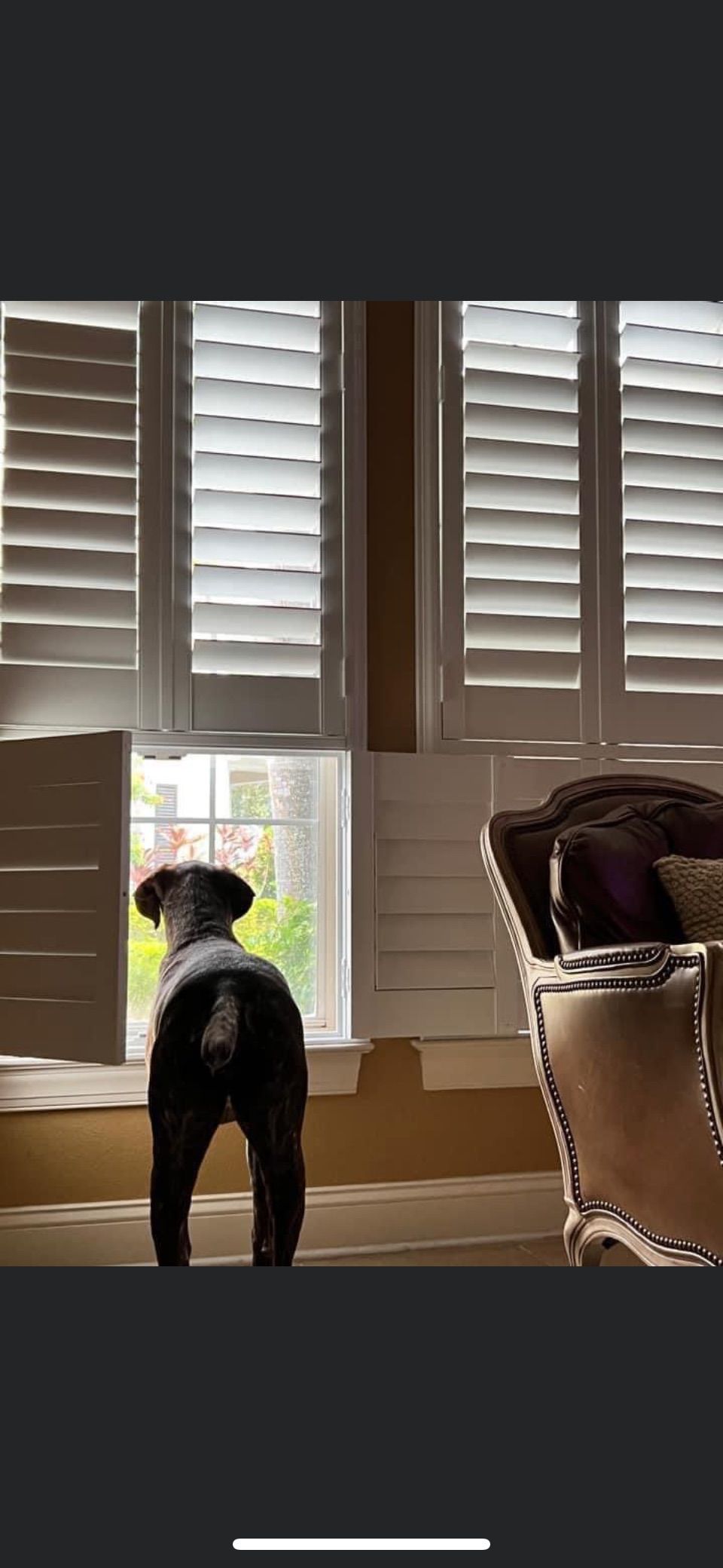 Dog looking out a window with white shutters. Indoors.