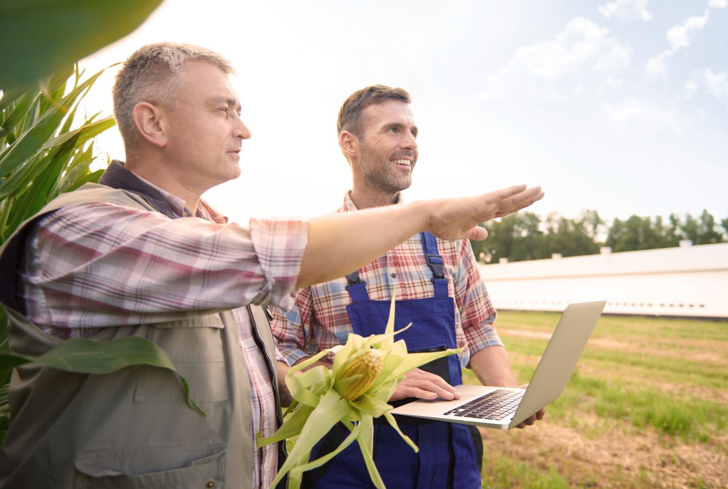 Two farmers inspecting corn in a field, one pointing while the other holds a laptop