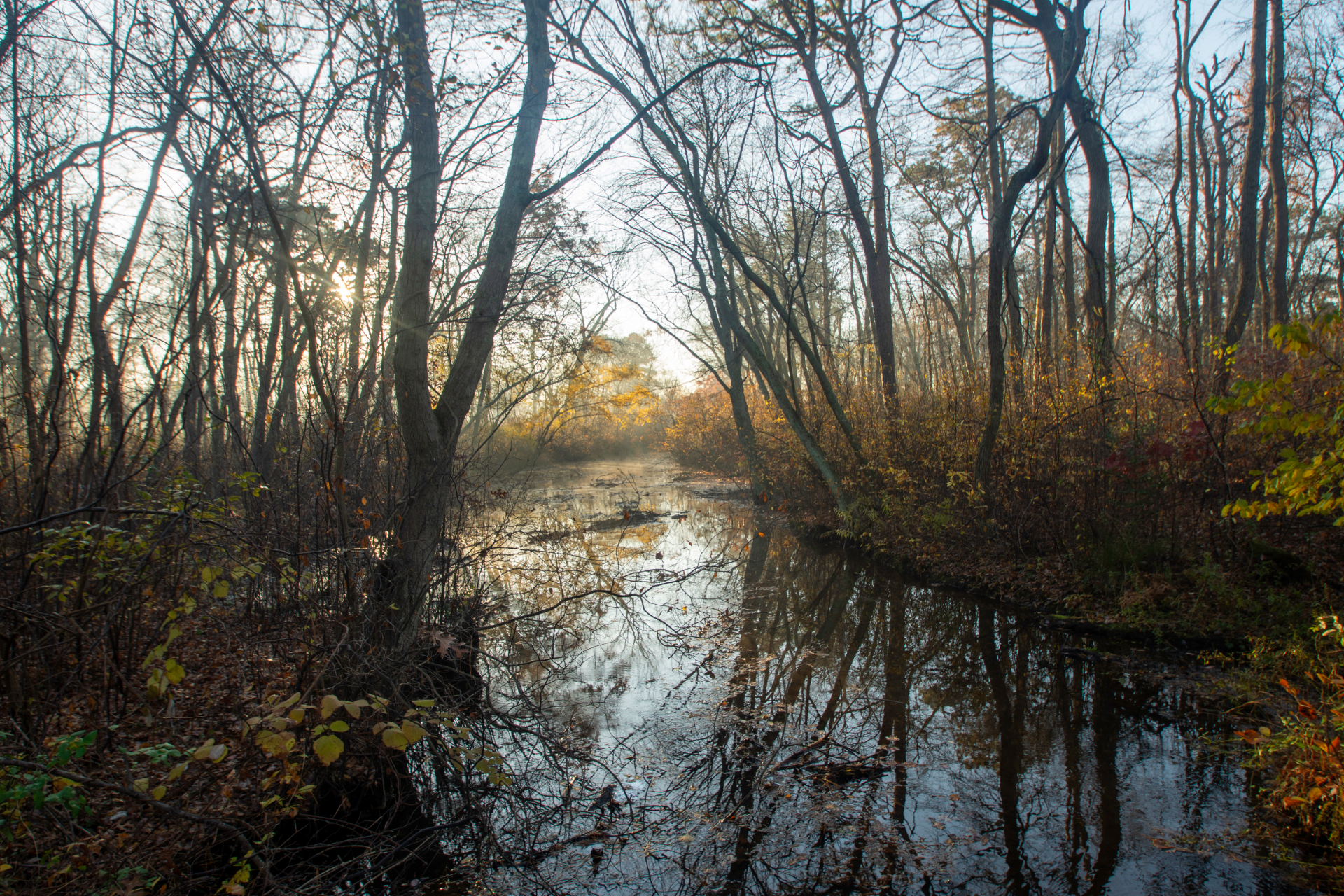 Leafless trees reflected in a calm creek at sunset in a wooded wetland