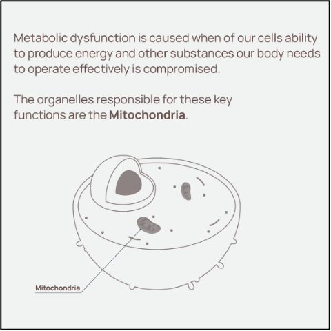 A diagram of a cell showing the organelles responsible for these key functions are the mitochondria