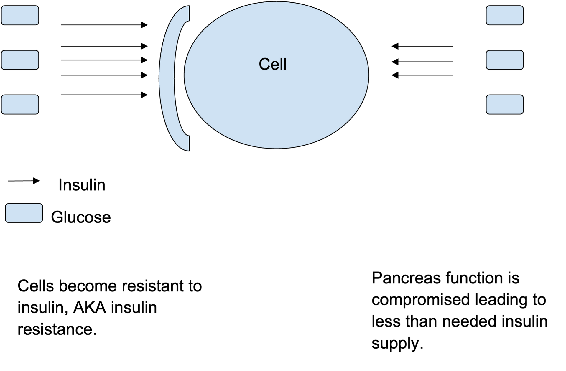 A diagram of a cell with insulin glucose and pancreas function