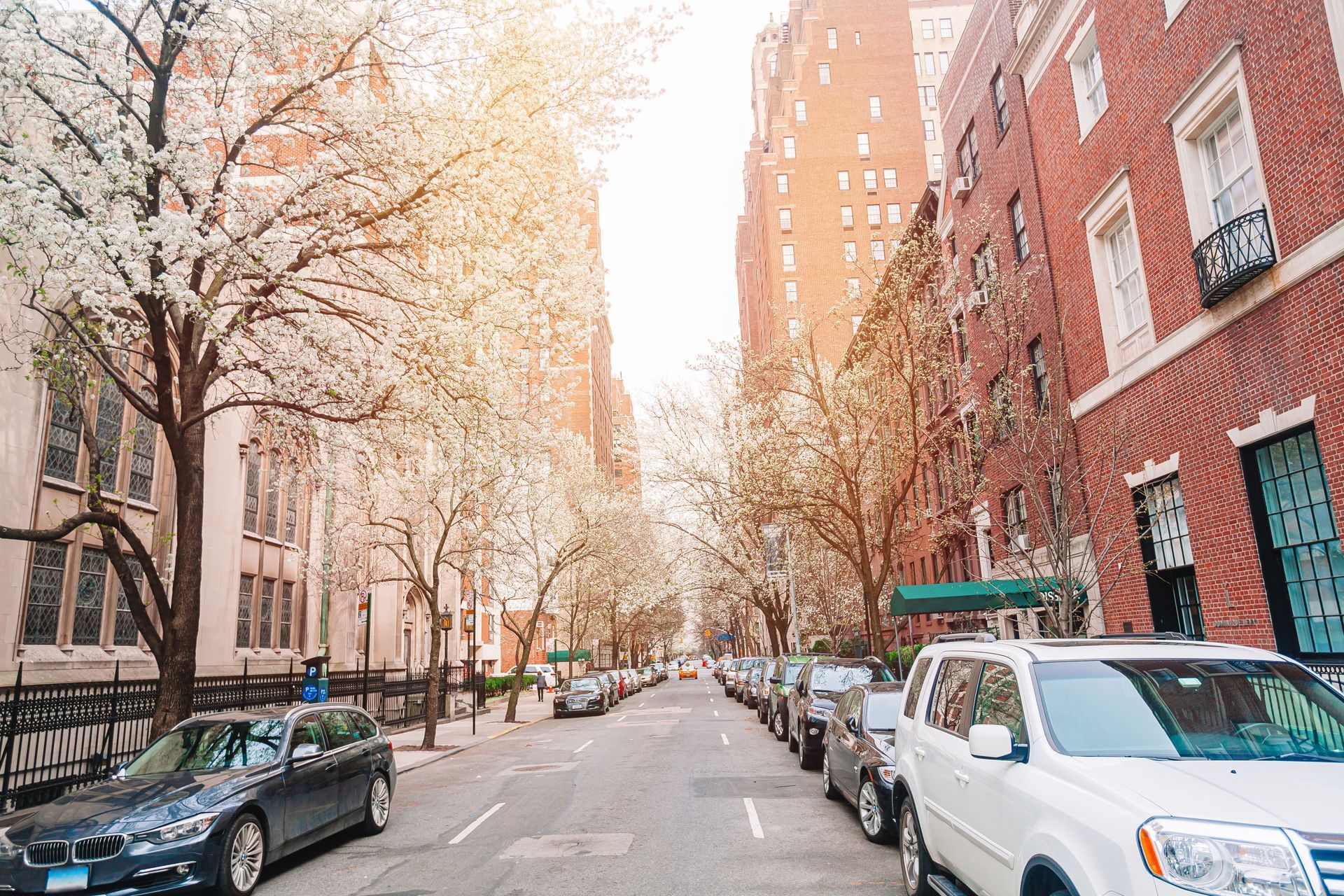 Tree-lined city street with parked cars and brick apartment buildings in soft daylight